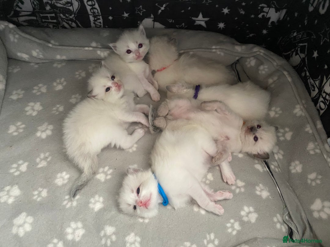Ragdoll cats for sale: GCCF Seal point and bi colour Ragdoll Kittens - Image 15