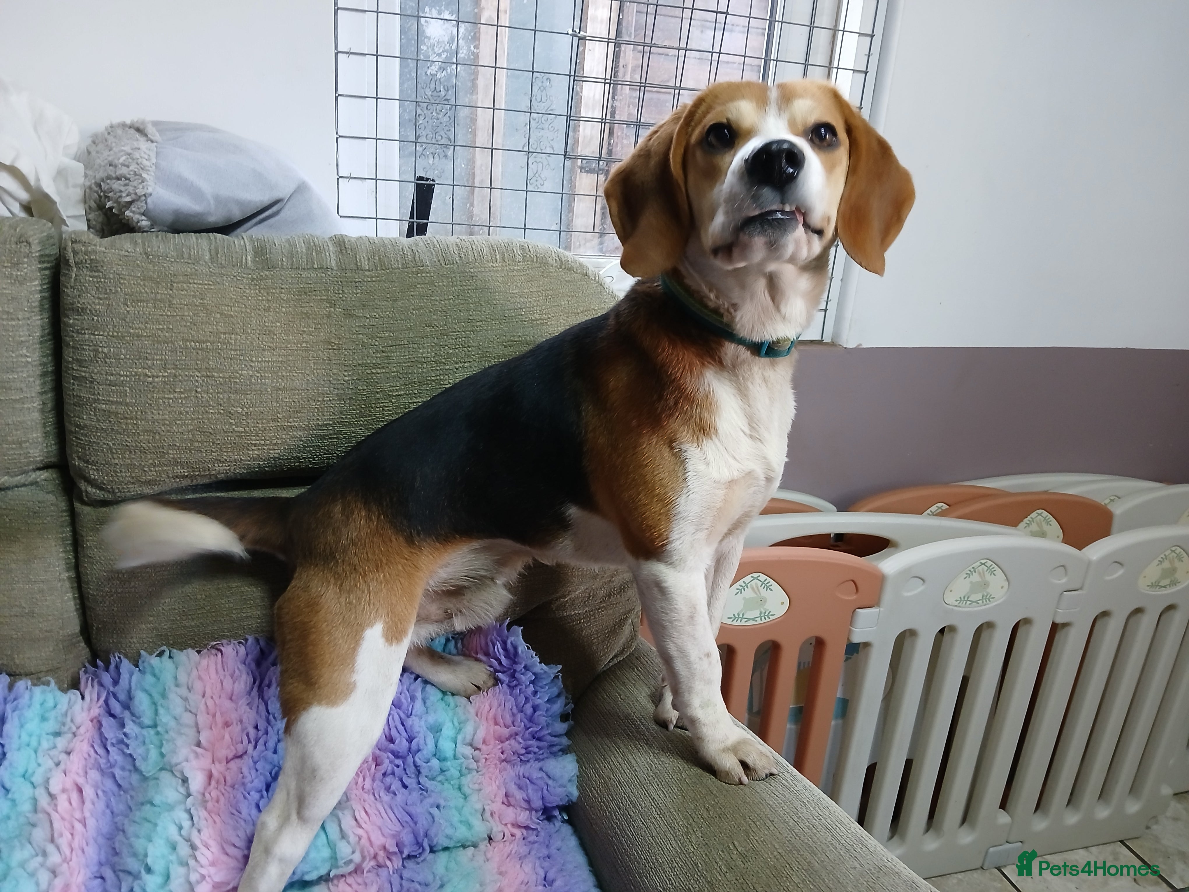 Beagle dogs STUD PROVEN AND HEALTH TESTED BEAGLE - Advert 9