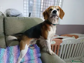 Beagle dogs STUD PROVEN AND HEALTH TESTED BEAGLE - Advert 1