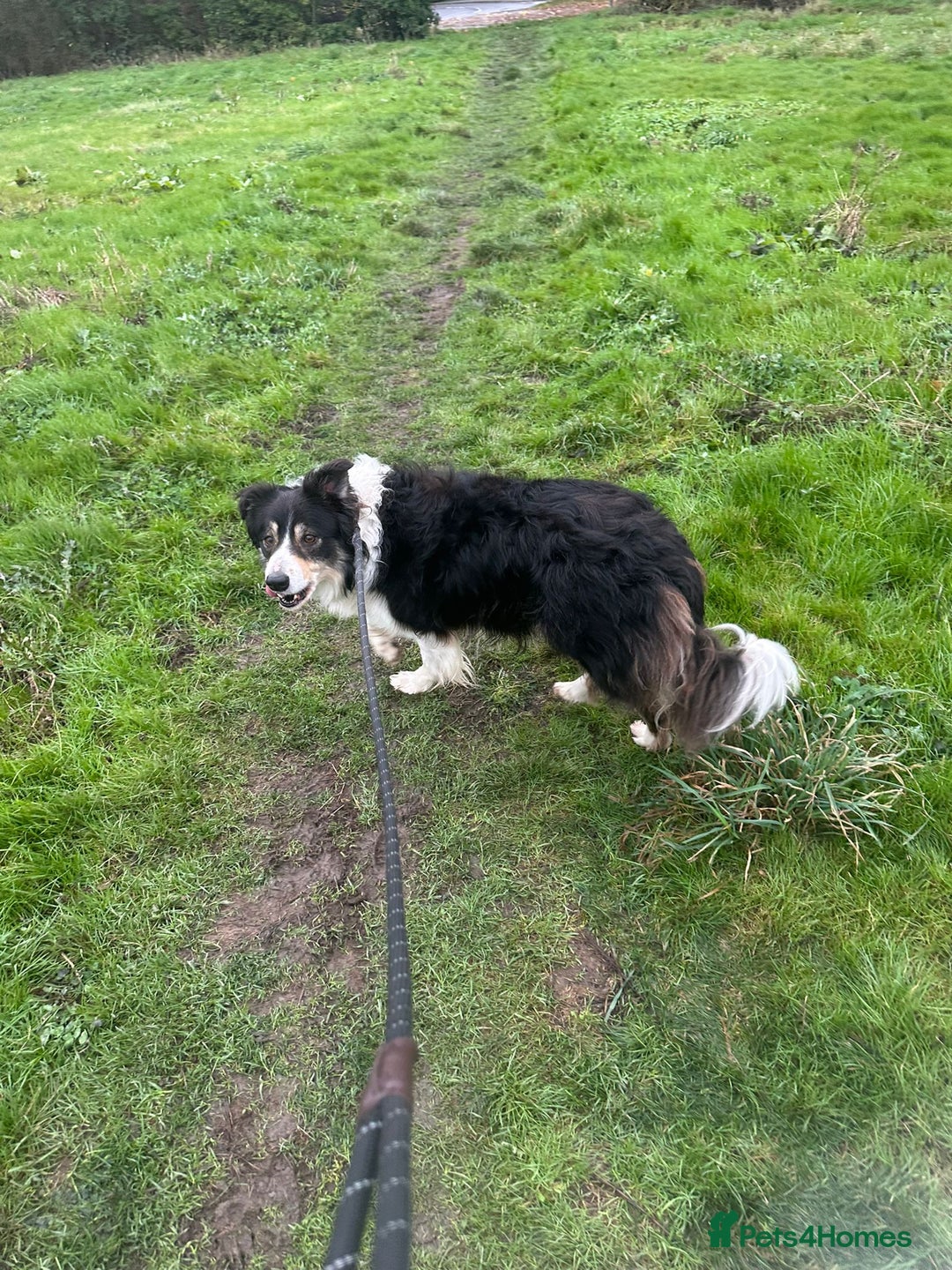 Border Collie dogs for sale: Chase the retired collie urgently needs a home  - Advert 2
