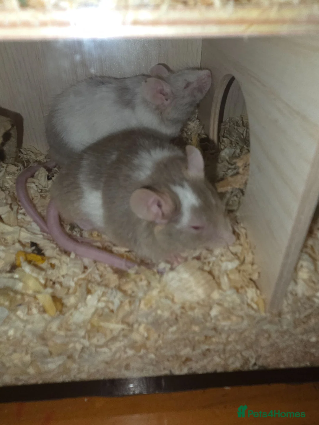Mouse rodents for sale: 2 boy mice  - Advert 11