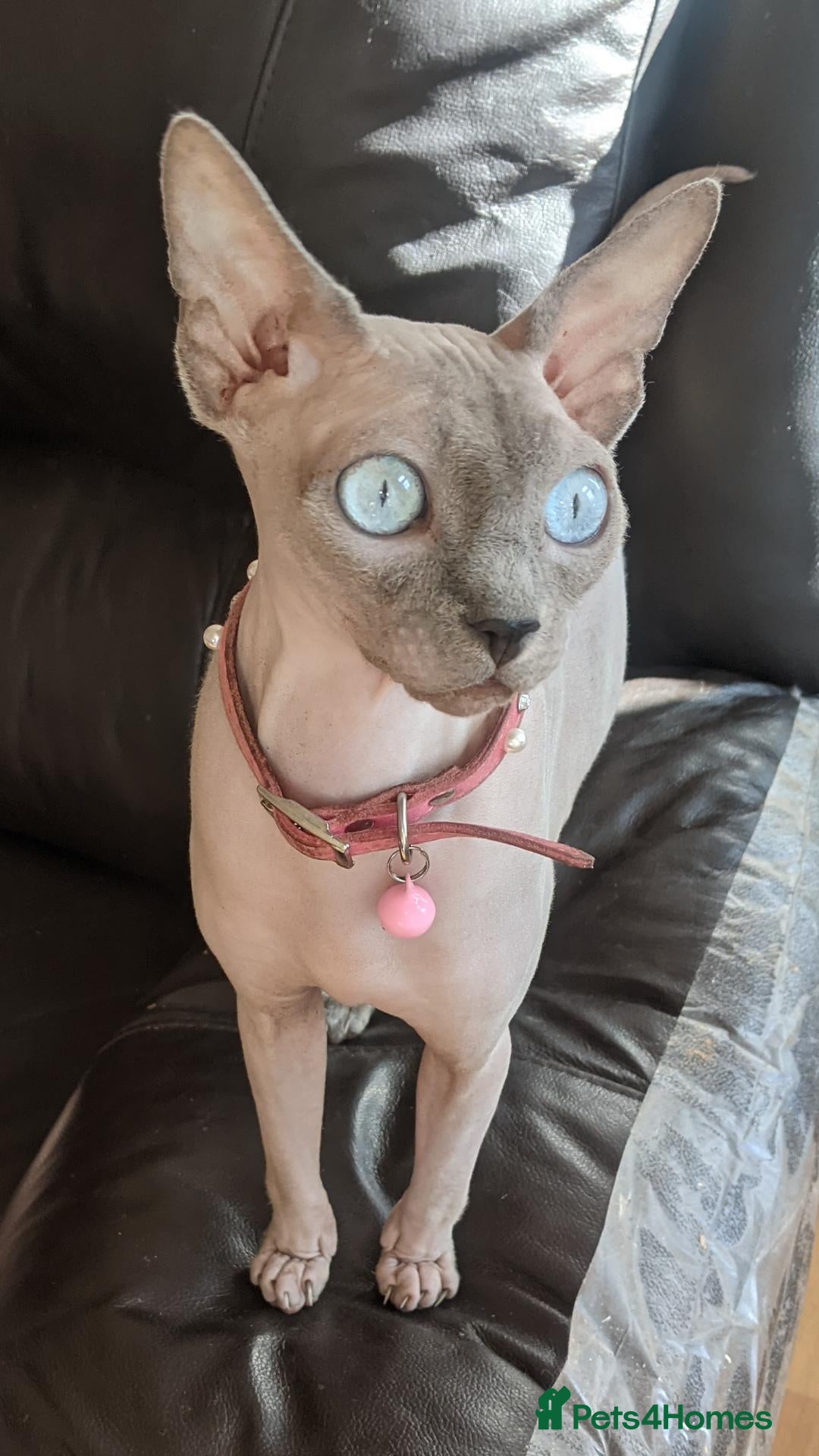 Sphynx cats  Sphynx Kittens with sky blue eyes  - Advert 3