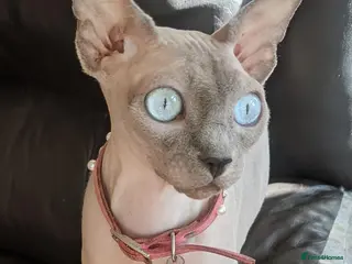 Sphynx cats Sphynx Kittens with sky blue eyes - Advert 3