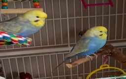 Budgerigars birds for sale: Budgies for rehoming - Image 5