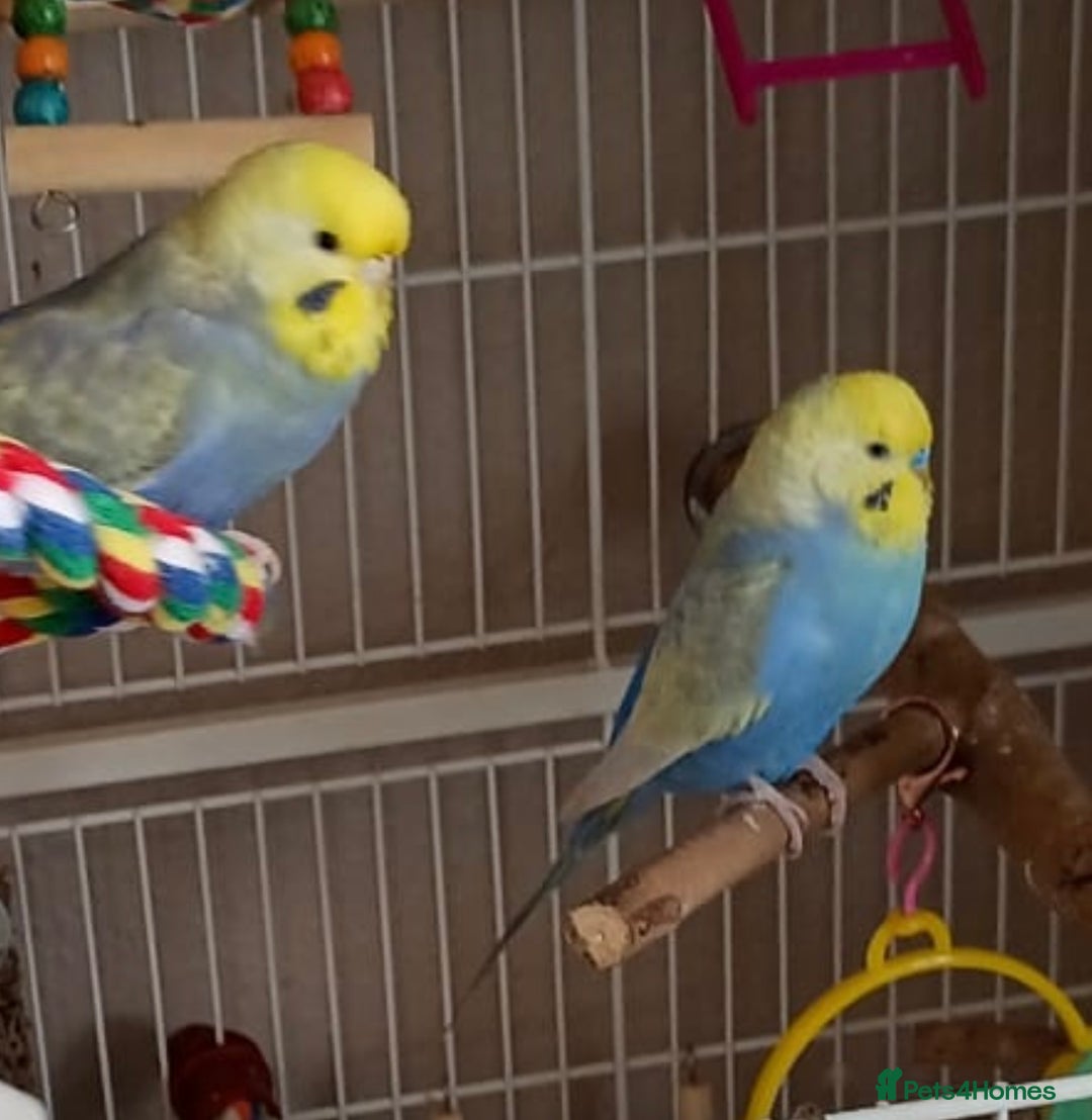 Budgerigars birds for sale: Budgies for rehoming - Image 5