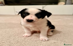 Border Collie dogs for sale: Litter of 5 border collies for sale - Image 4
