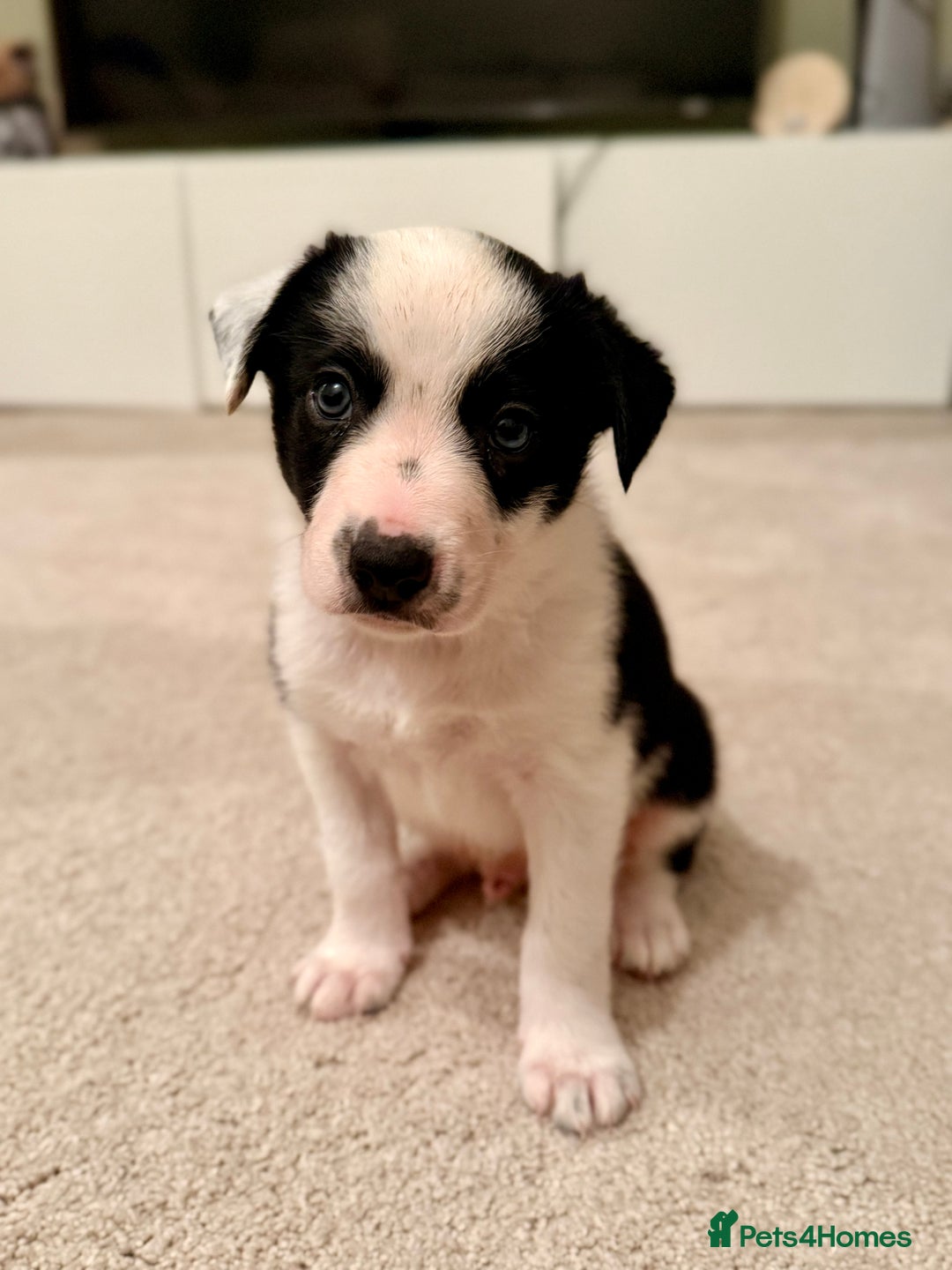 Border Collie dogs for sale: Litter of 5 border collies for sale - Image 4