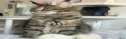 Maine Coon cats for sale: Beautiful Maine Coon Kittens, 2 Boys & 2 Girls - Advert 4