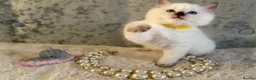 Ragdoll cats for sale: Stunning 🌟 Ragdoll Kittens 🌟  - Advert 18
