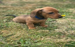 Dachshund dogs for sale: LAST Red Dapple Miniature Dachshund - Image 10