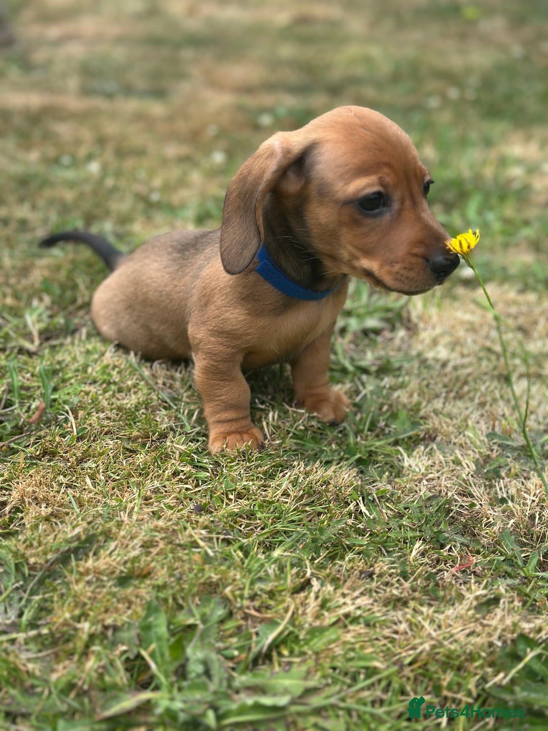 Dachshund dogs for sale: LAST Red Dapple Miniature Dachshund - Image 10