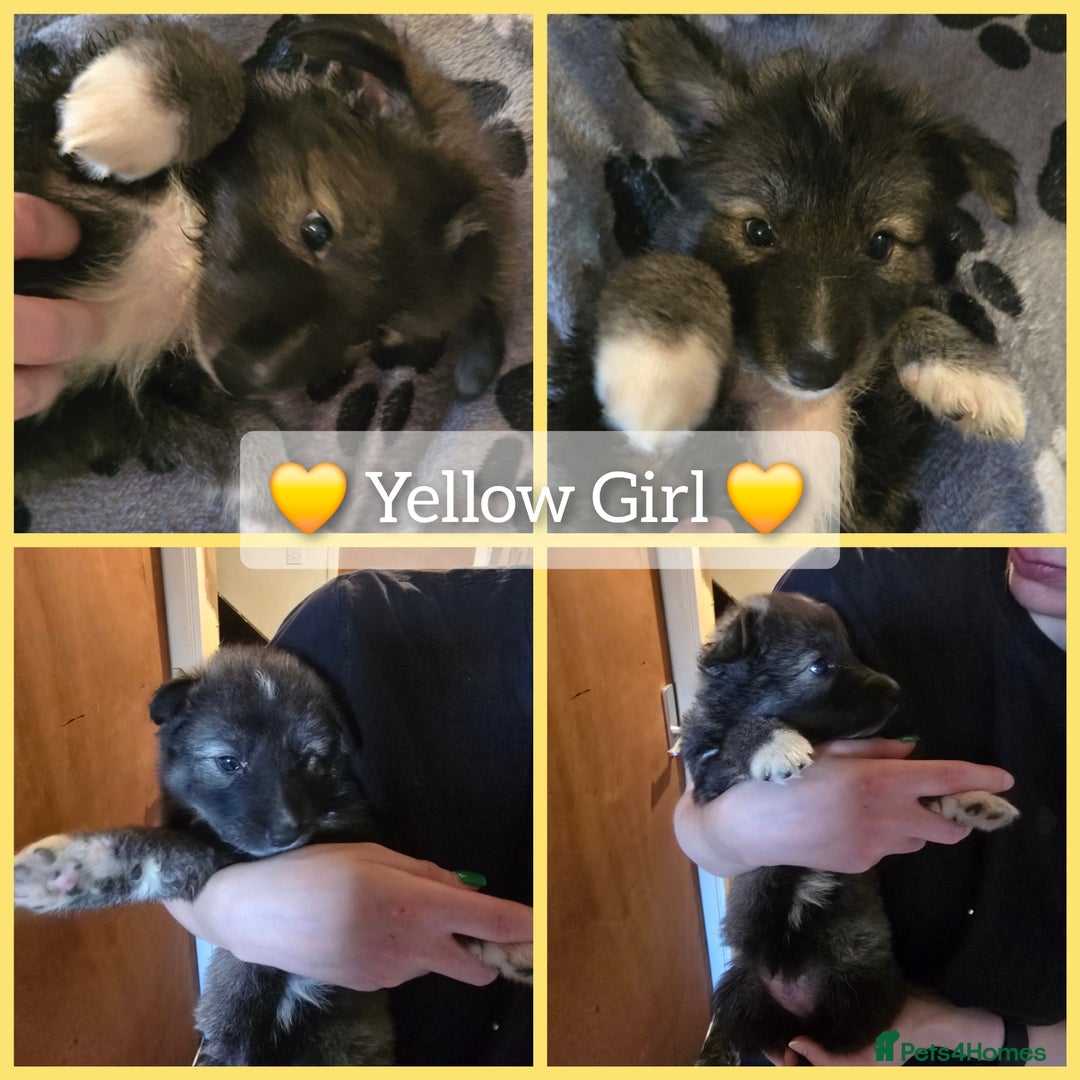 Mixed Breed dogs for sale: German Shepherd x Husky/Collie - Image 5