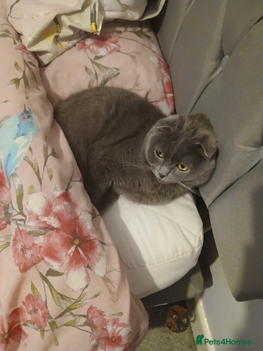 Scottish Fold cats for sale: Sweet female Scottish fold for sale - Advert 2