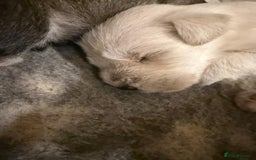 Miniature Schnauzer dogs for sale: 5*MINIATURE SCHNAUZER PUPPIES - Image 2