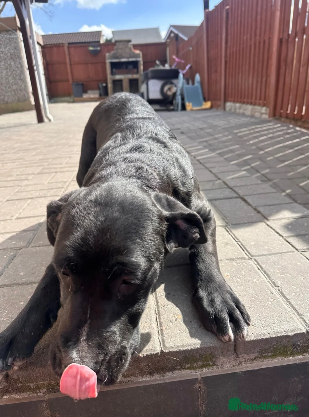 Mixed Breed dogs for sale: Beautiful cane corso x lab female - Advert 1