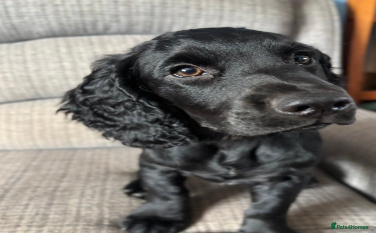 Cocker Spaniel dogs - Advert 5