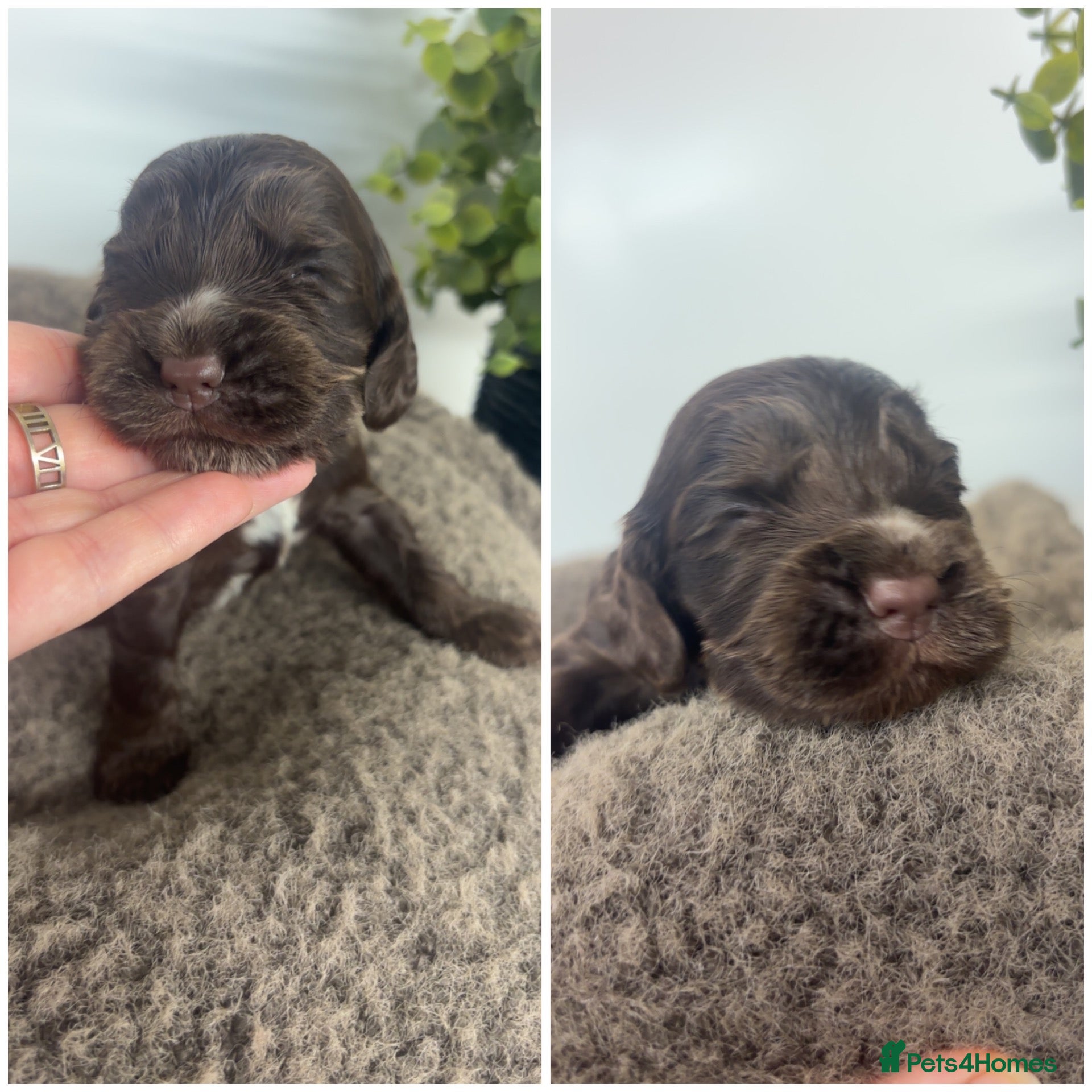 Cocker Spaniel dogs 🤎 KC show cocker spaniels 🤎 - Advert 1