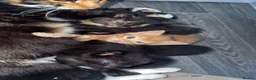 Domestic Shorthair cats for sale: 5 kittens available, Calico Mother. in Nuneaton - Advert 4