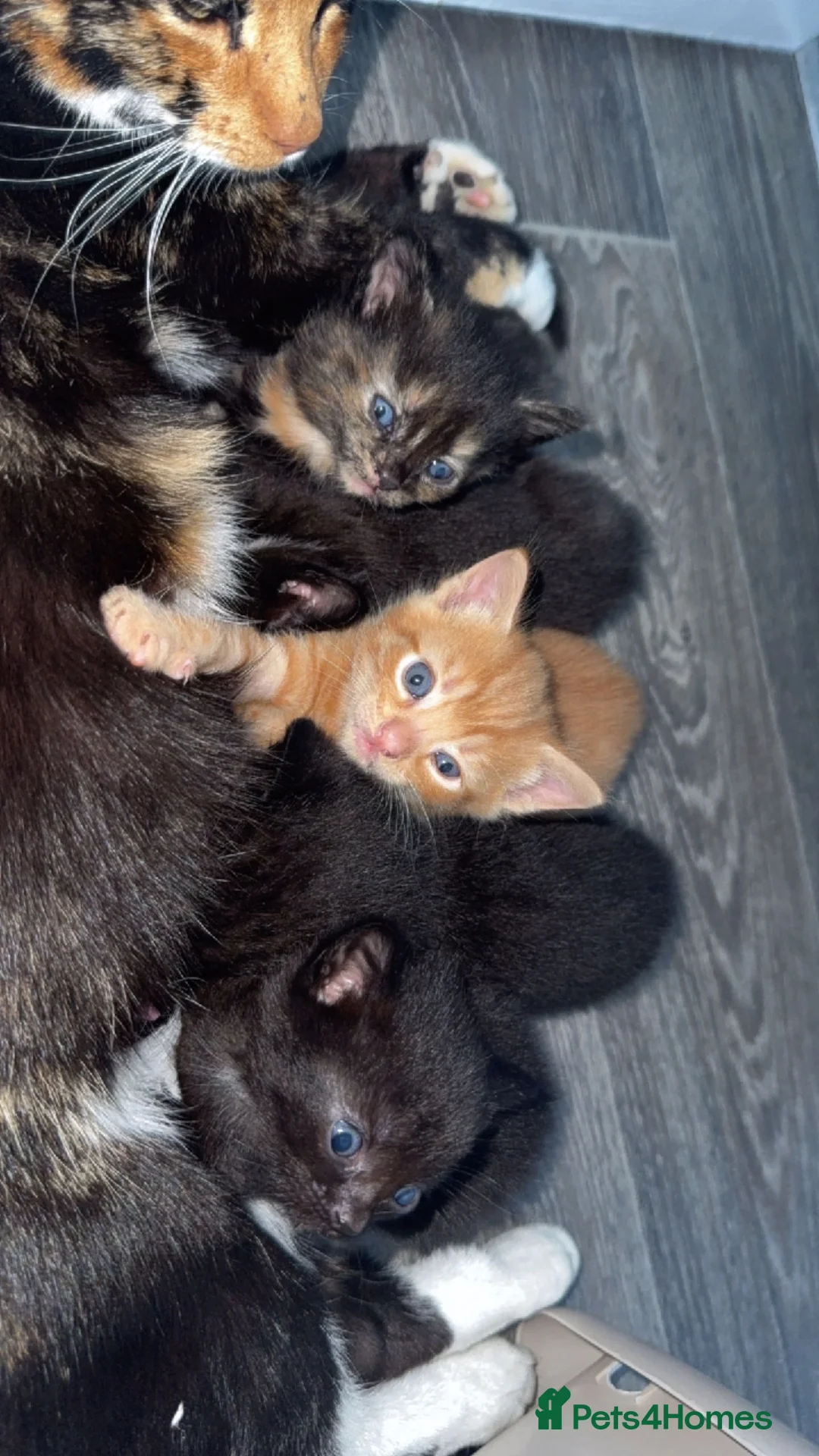 Domestic Shorthair cats for sale: 5 kittens available, Calico Mother. in Nuneaton - Advert 4