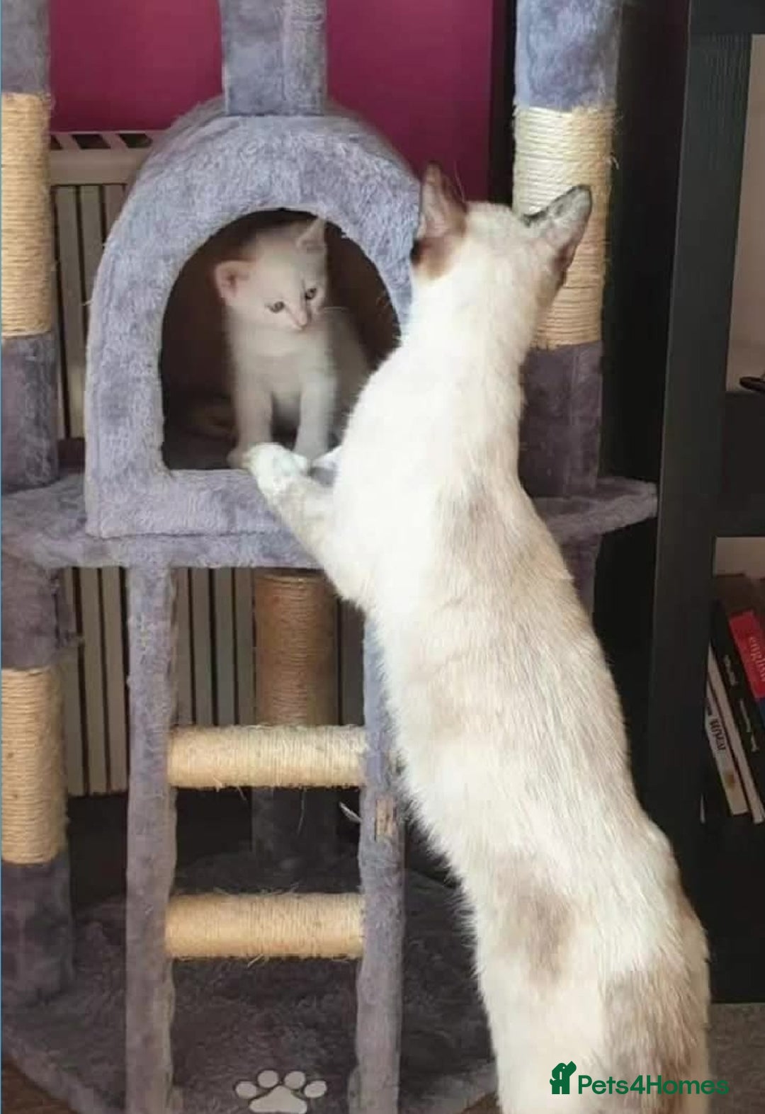 Siamese cats for sale: Flame point siamese  - Advert 10