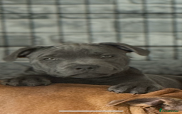 Staffordshire Bull Terrier dogs for sale: 1 male 1 female looking for their forever home. - Image 6