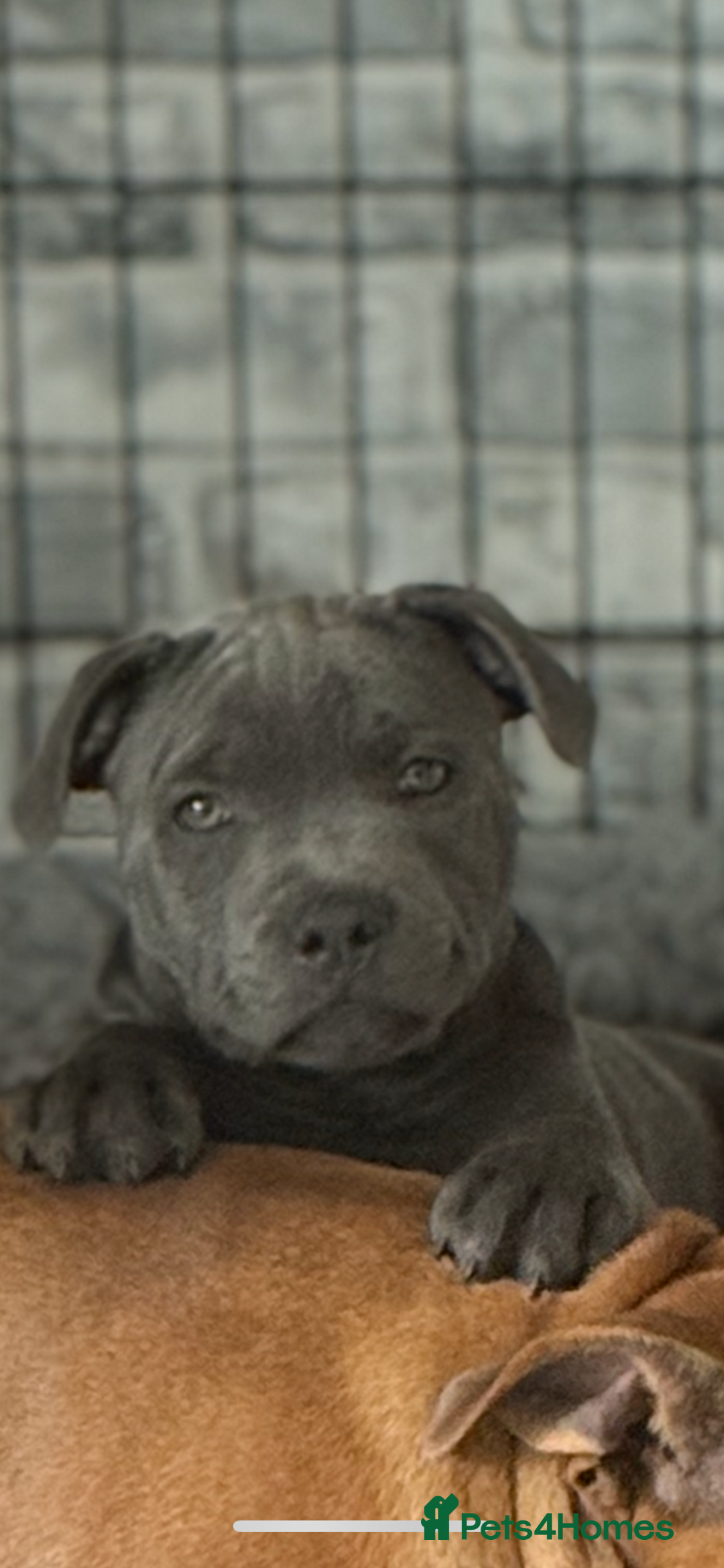 Staffordshire Bull Terrier dogs for sale: 1 male 1 female looking for their forever home. - Image 6