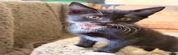 Mixed Breed cats for sale: Beautiful Turkish Angora Mix Kittens in Lincoln - Advert 14