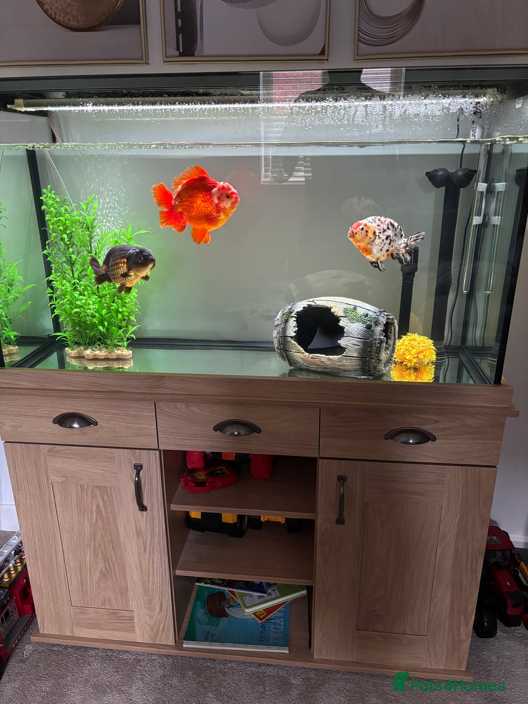 Goldfish fish for sale: Goldfish+ baby and aquarium - Image 2