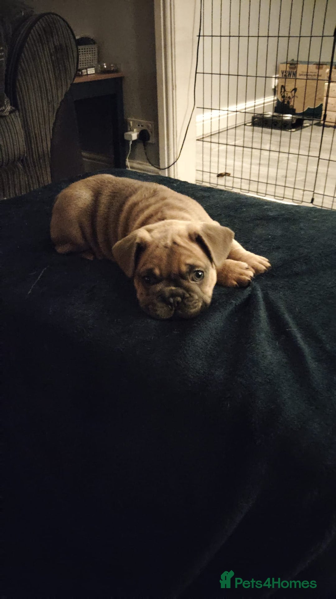 French Bulldog dogs for sale: French bulldogs - Advert 2