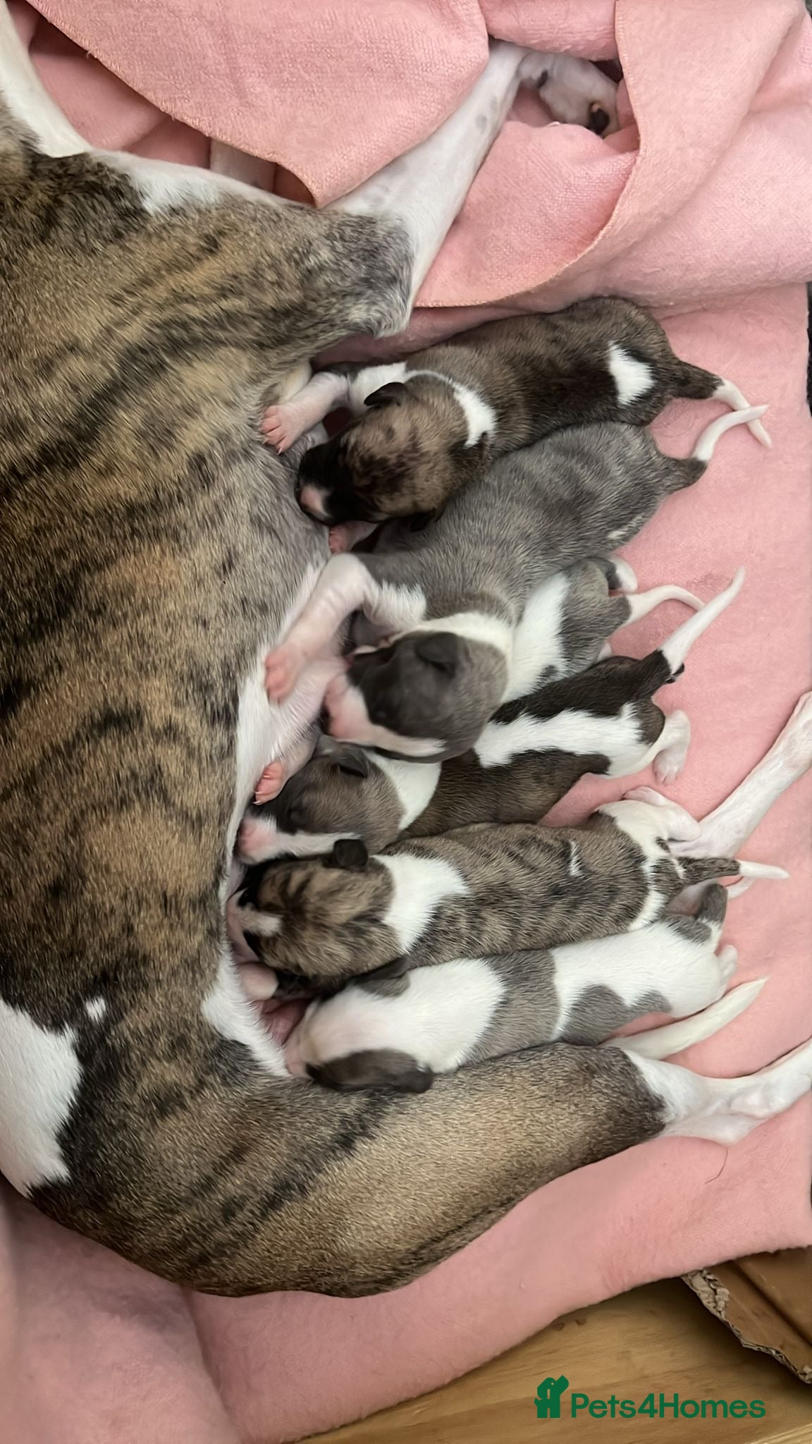 Whippet dogs Exceptional KC Whippet Pups - two boys remain - Advert 11