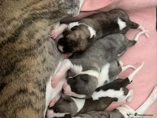 Whippet dogs Exceptional KC Whippet Pups - two boys remain - Advert 11