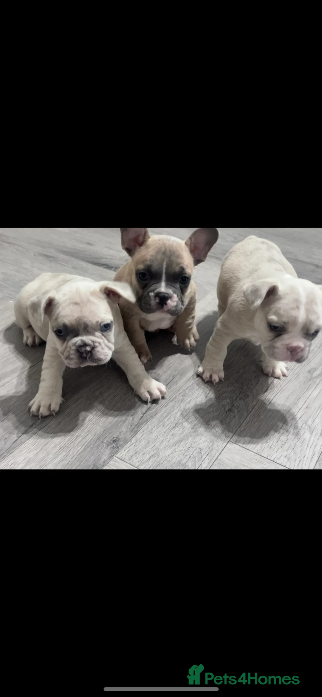 French Bulldog dogs for sale: 1 male French Bulldog Pup left  - Advert 11