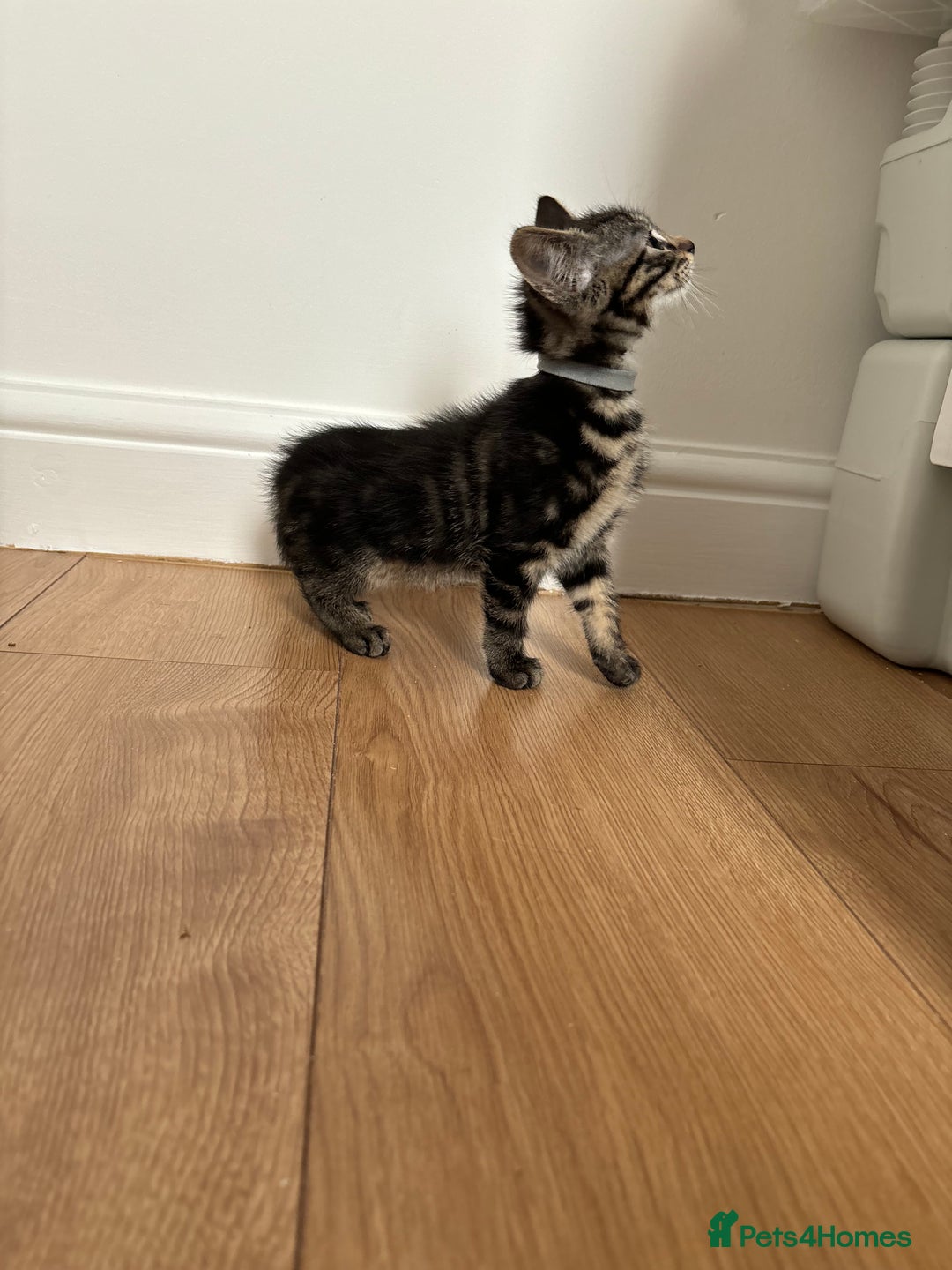 American Shorthair cats for sale: 🌟5 Adorable Kittens Ready For 4ever Home 🌟 - Advert 29