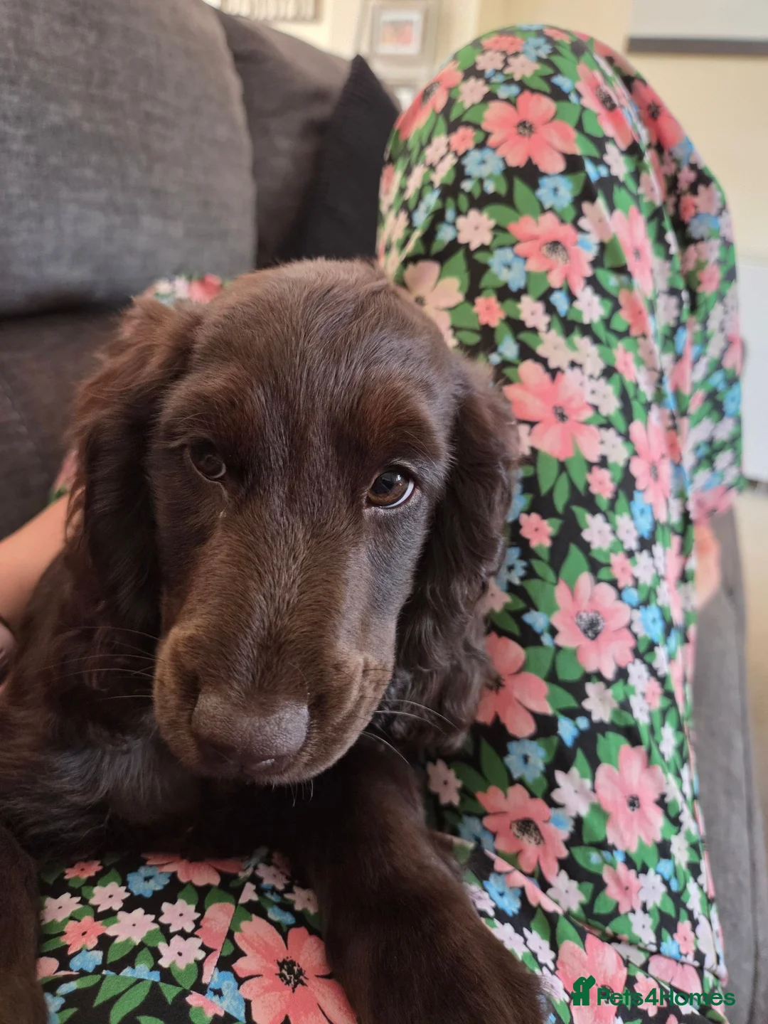Cockapoo dogs for sale: Last chocolate Cockapoo girl  - Advert 9