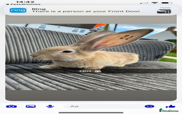 Continental Giant rabbits for sale: Continental giant  - Image 9