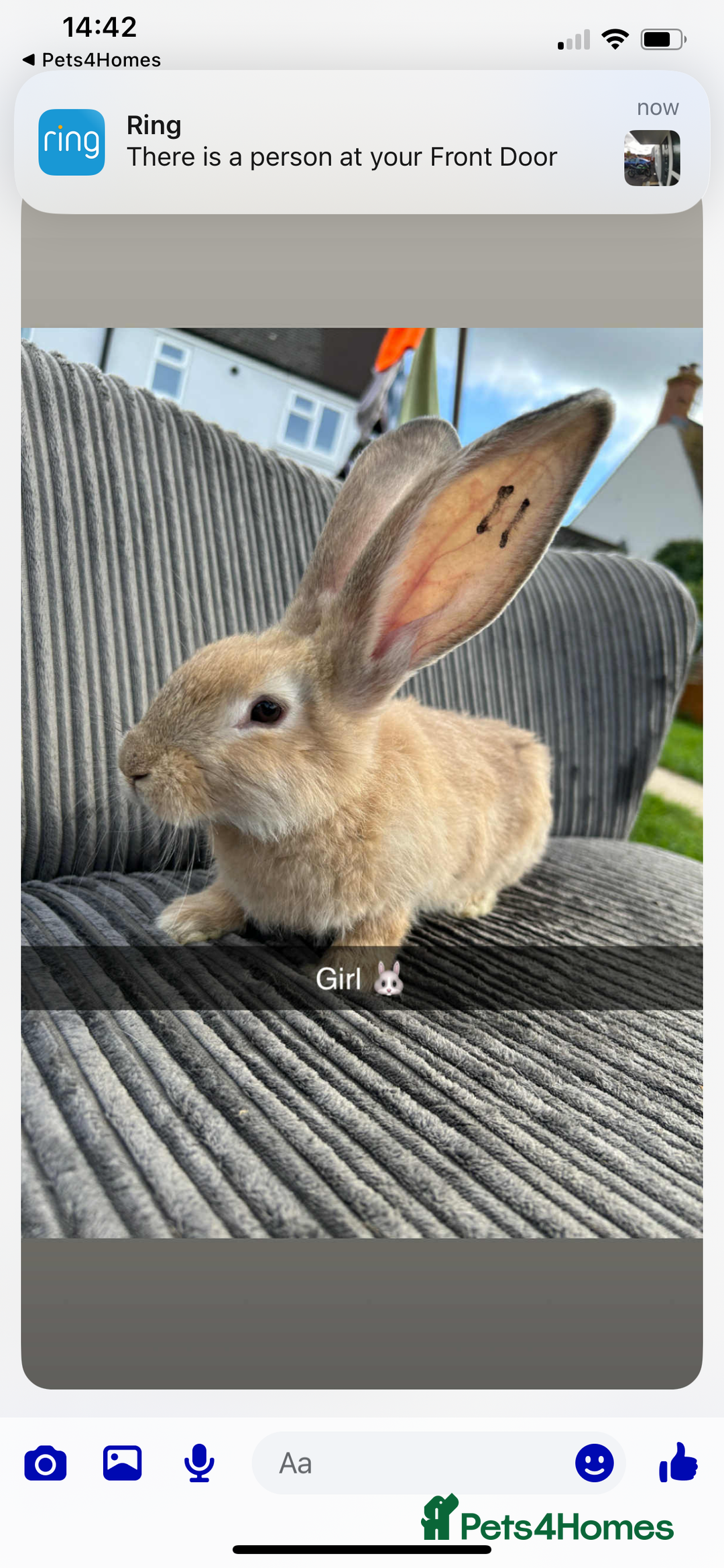 Continental Giant rabbits for sale: Continental giant  - Image 9