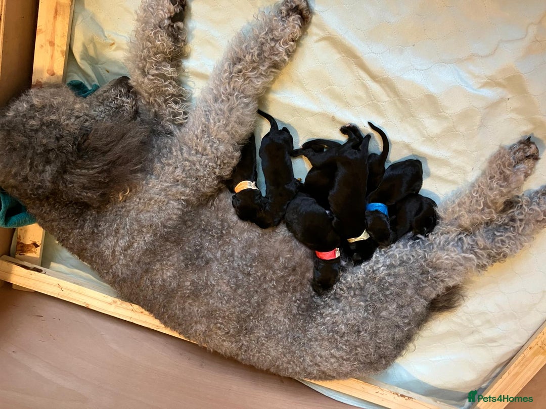 Mixed Breed dogs for sale: Deer Doodle Puppies - Advert 6