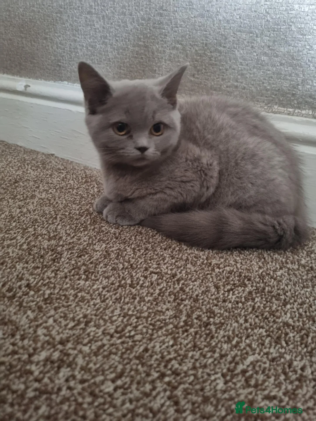 British Shorthair cats for sale: Pure British Shorthair Kitten - Advert 9