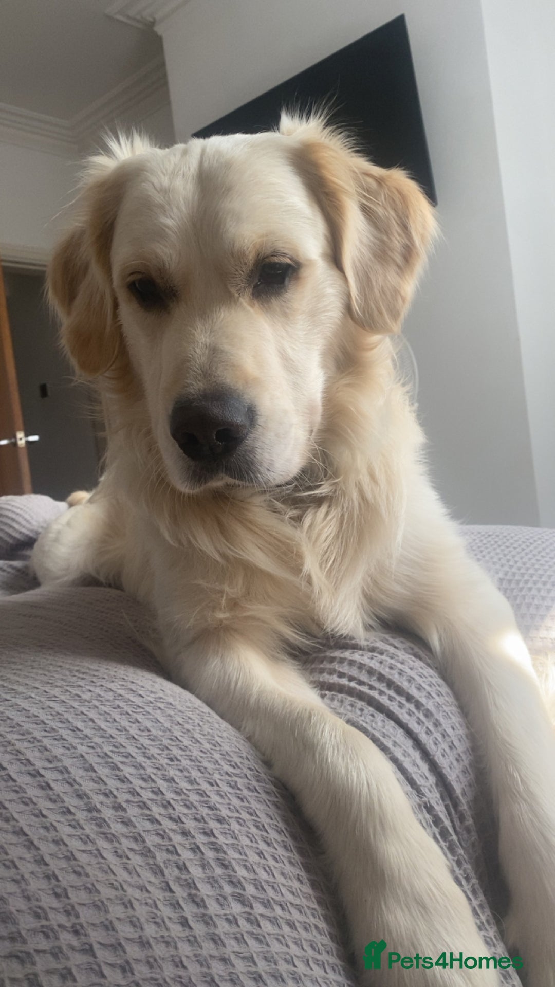 Golden Retriever dogs for sale: Sad sale  in Barnsley - Image 1