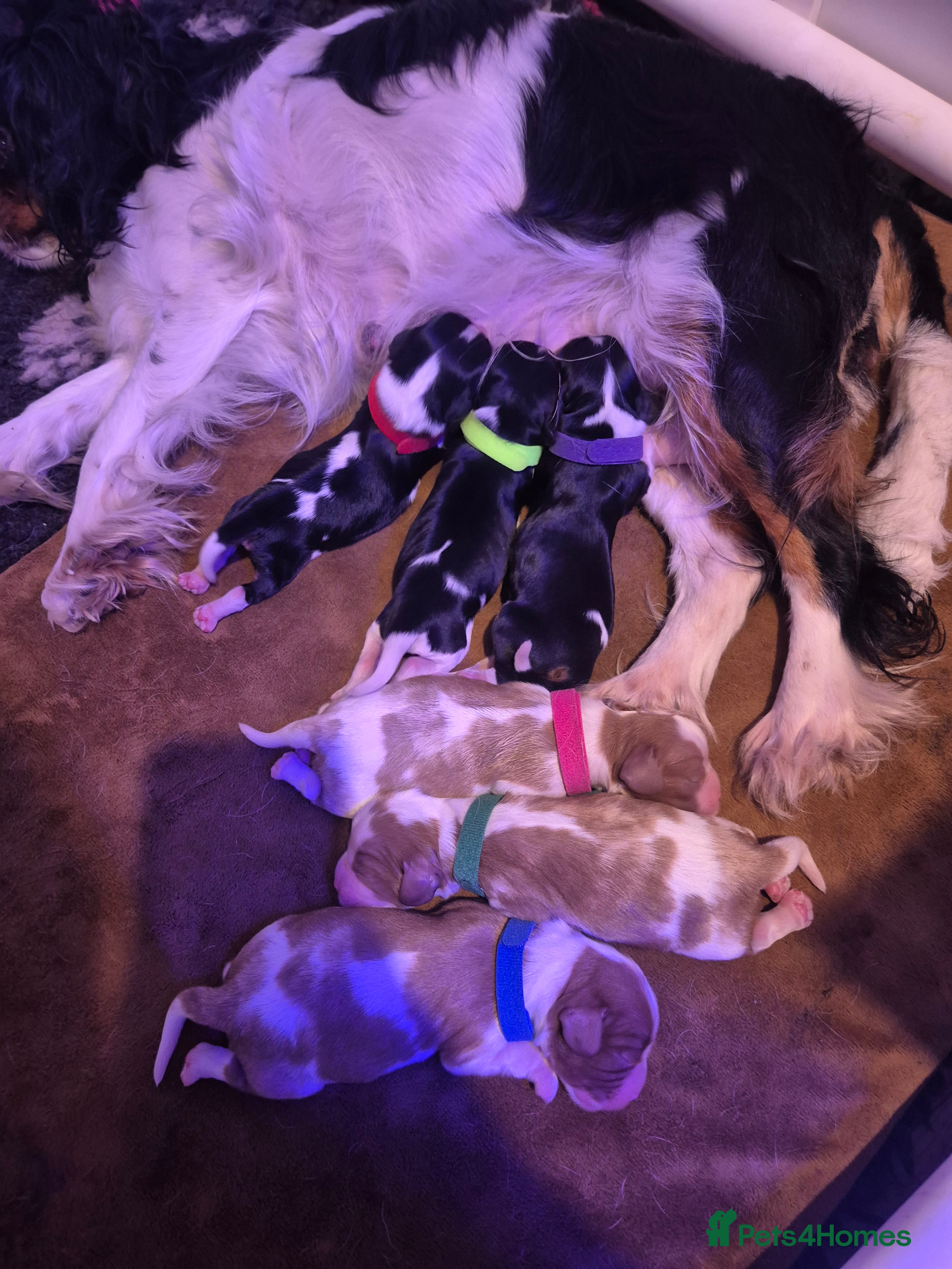 Cavalier King Charles Spaniel dogs Beautiful litter of CKCS - Advert 4