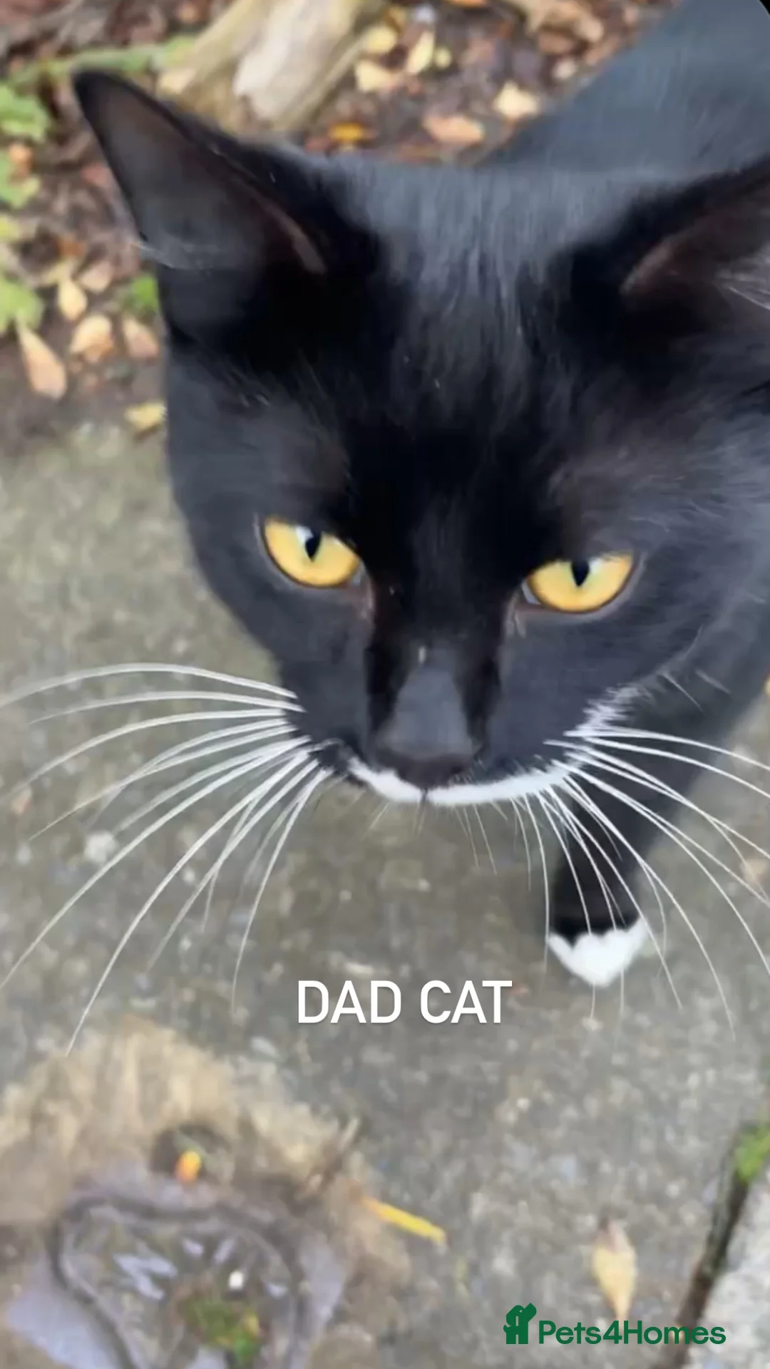 Mixed Breed cats for sale: Black female cat  in South Ockendon - Advert 2