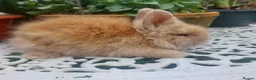 Lionhead rabbits for sale: PUREBRED DOUBLE/TEDDY LION HEAD BABIES  - Advert 6