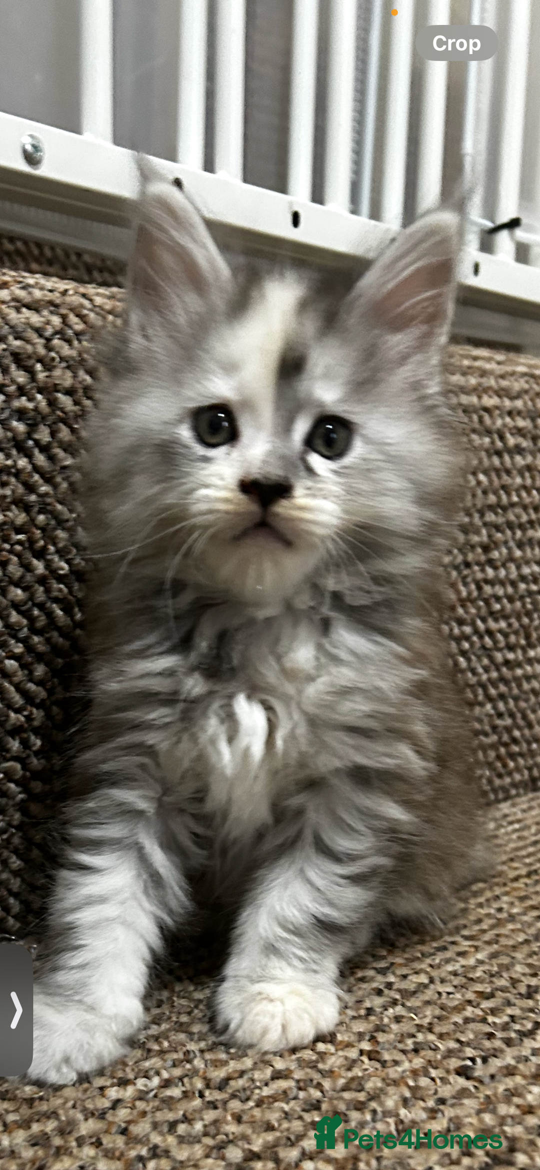 Maine Coon cats for sale: 2 stunning girls 1 polydactyl ready  **  ev - Advert 13