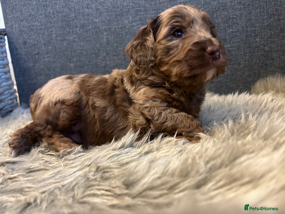 Cockapoo dogs for sale: 5 adorable cockapoo puppies  - Advert 12