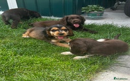 Cocker Spaniel dogs for sale: Show type cocker spaniel puppies  - Image 3