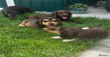 Cocker Spaniel dogs - Advert 4