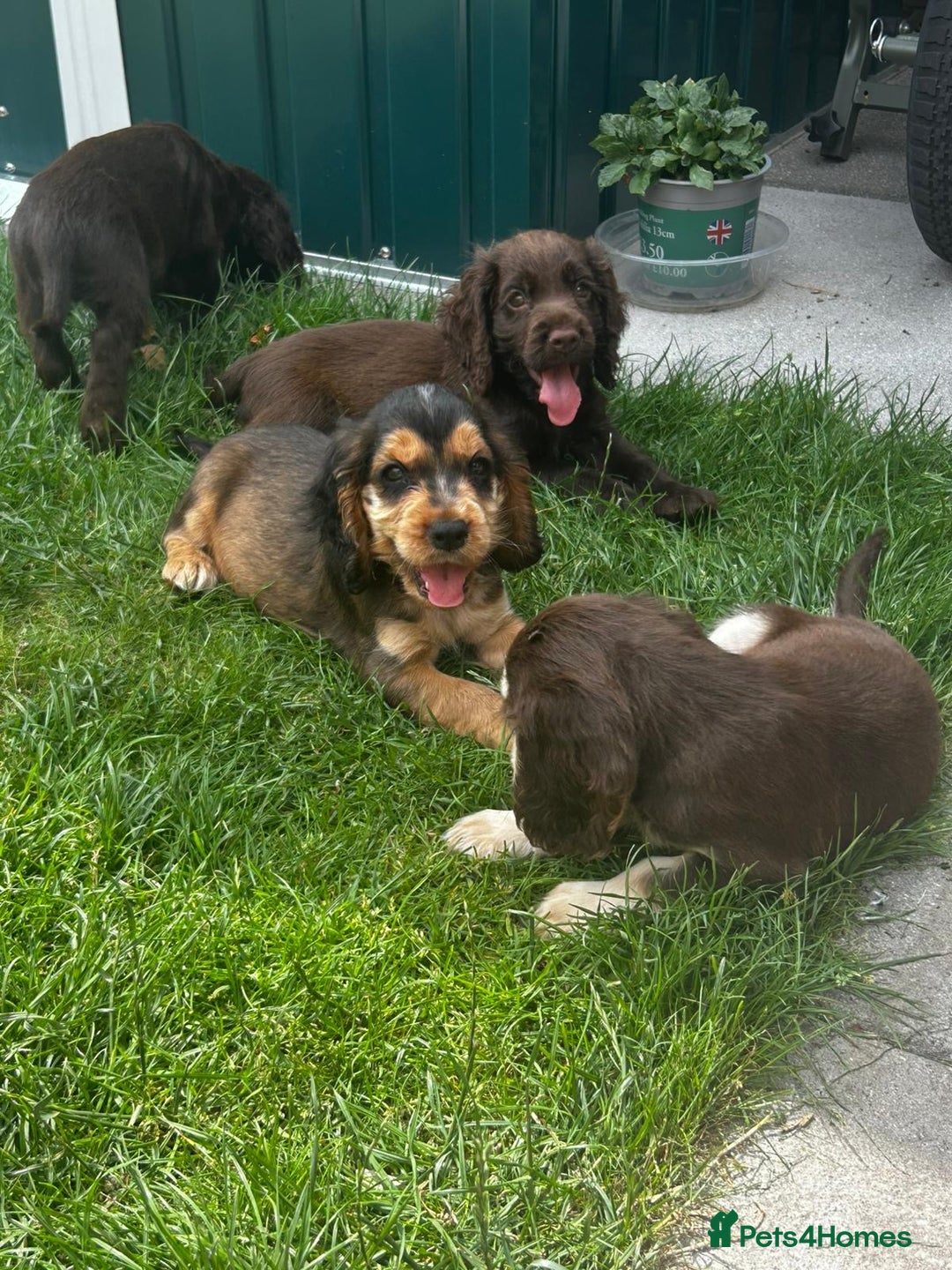 Cocker Spaniel dogs for sale: Show type cocker spaniel puppies  - Image 3