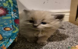 Ragdoll cats for sale: Beautiful ragdoll kittens  - Image 2