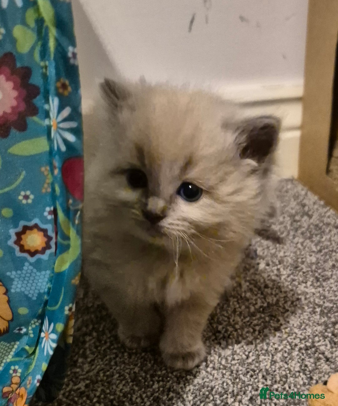 Ragdoll cats for sale: Beautiful ragdoll kittens  - Image 2