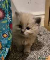 Ragdoll cats - Advert 2